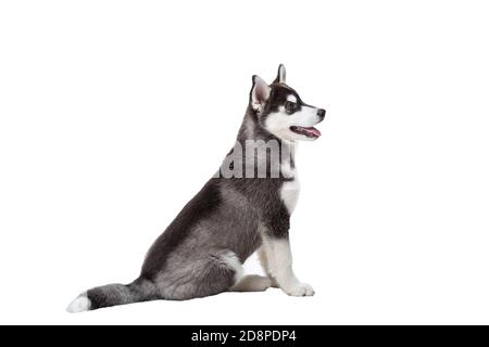 Cute little husky puppy isolated on white background. Studio shot of a funny black and white husky puppy, age 3 months on a white wall background