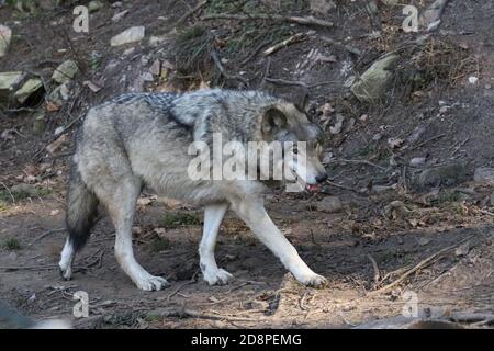 Timber Wolves in family group (pack) Stock Photo