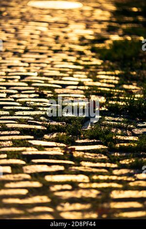 Stone pavement close-up with the sun glinting during sunset. Stock Photo
