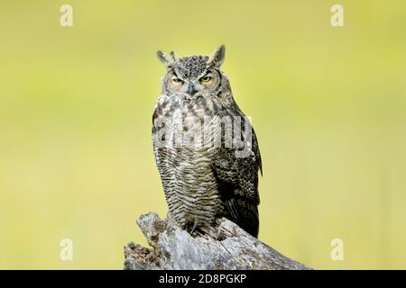 A great horned owl perched on a stump at the Kootenai WIldlife Refuge near Bonners Ferry, Idaho.