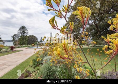 An Australian native Kangaroo Paw plant (Anigozanthos) in the gardens of Government House near Sydney Harbour in New South Wales, Australia Stock Photo