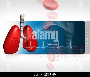 Human lungs with ECG Stock Photo