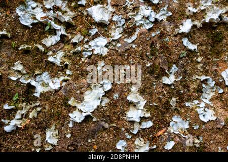 Lichen on the Stone and Ground Wall near to the Paramo Stock Photo