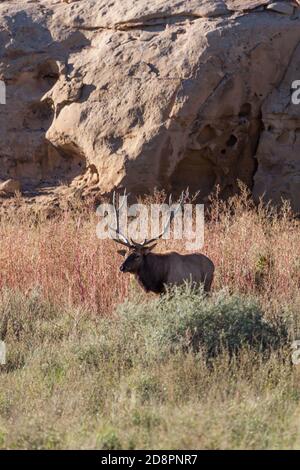 A large bull elk stands in the tall grass and brush next to sandstone cliffs in the late afternoon sunshine at the historical site of Chaco Canyon, Ne Stock Photo