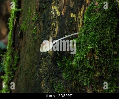 The common bonnet mushroom or mycena galericulata growing from the side of a moss covered tree. Stock Photo