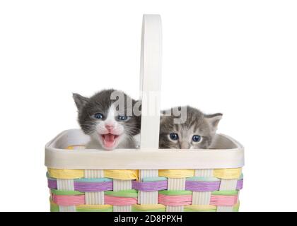 Two tiny kittens in a colorful easter basket, isolated on white. One gray and white kitty meowing, one tan and grey kitten peaking over top of basket. Stock Photo