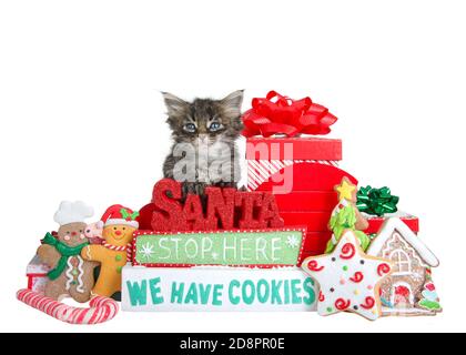 Tiny kitten sitting in a small red sleigh surrounded by Christmas presents and cookies with a sign in front saying Santa Stop Here We have Cookies. Is Stock Photo