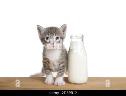 Adorable gray and white kitten sitting on a wood table next to a kitty sized bottle of milk. Kitten looking directly at viewer. Stock Photo