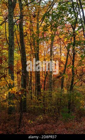 Fall foliage in New England. Vibrant colors of maple, beech, and oak trees in autumn shades. Deciduous forest changing colors. Hopkinton State Park MA Stock Photo