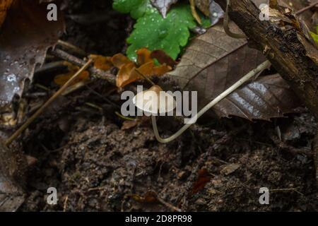 A single common bonnet mushroom reaching for light in a forest. Stock Photo