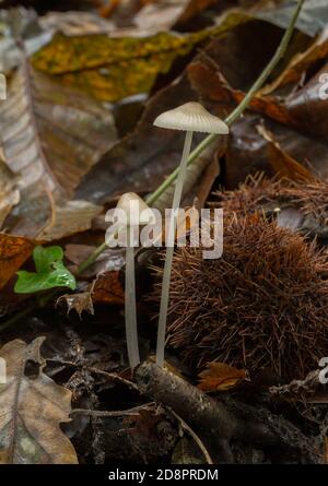 A pair of common bonnet mushrooms in damp fall woodland. Stock Photo