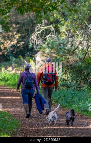 a couple wearing outdoor clothing walking two dogs in the autumn woodland following a track through the forest with animals. Stock Photo