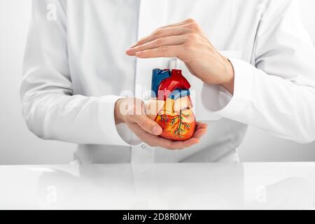 medical support for human cardiac health. Cardiologist wearing medical coat holding a model heart in his hands Stock Photo