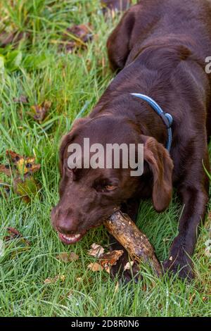 labradonger or springador labrador springer  dog spaniel cross chewing a stick while out for a walk Stock Photo