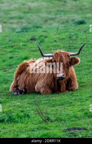 a large aberdeen angus horned scottish thoroughbred cow or bull lying in a green field of grass looking directly at the camera. Stock Photo