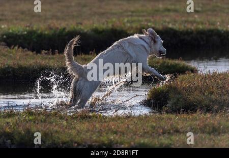 a large dog labrador leaping out of some water playing in a muddy wet river with water and spray coming off of it's coats Stock Photo