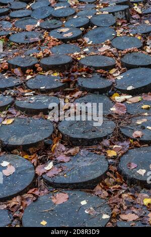 a number of wooden tree stumps used to form a design or pattern on the woodland floor in the autumn season. Stock Photo