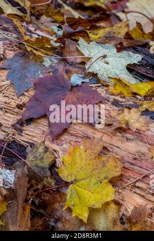 autumn leaves on an old tree trunk with bark and forest floor colours during the fall season. Stock Photo
