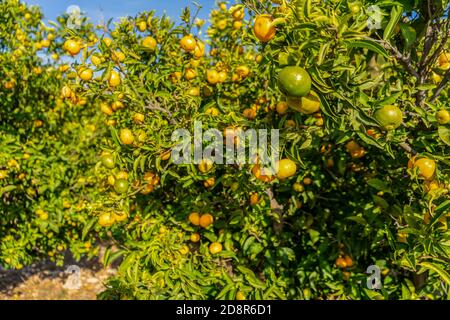 Field of cultivation of oranges, trees with many fruits at full maturity. Cultivation concept Stock Photo