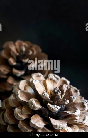Close-up of two pine cones against a dark background. Vertical image with copy space. Stock Photo