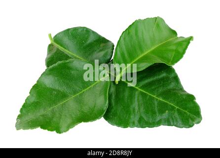 Fresh kaffir lime leaves used to add a lemon and citrusy flavour to Thai and Asian food isolated on a white background Stock Photo