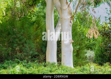 Amazing Eucalyptus tree with white trunk and branches on nature background. Stock Photo