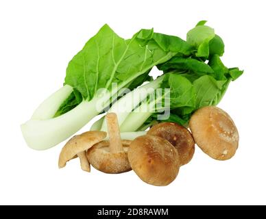 Freshly trimmed pak choi Chinese cabbage and shiitake mushrooms isolated on a white background Stock Photo