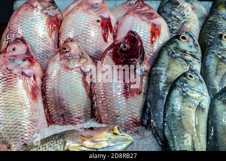 Oreochromis niloticus Or Mango Fish. Nile tilapia Fresh red fish display seafood top view Stock Photo