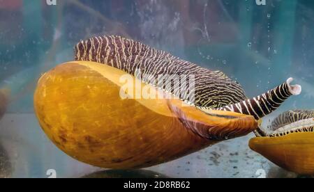 Melo melo snail Baler volute striped shell melon swimming underwater glass aquarium tank for sale at seafood market Stock Photo
