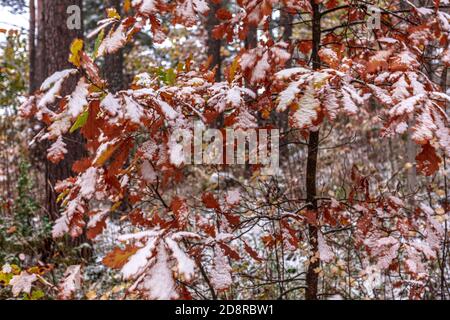 Autumn leaves under snow on trees, close-up, natural background. High quality photo Stock Photo