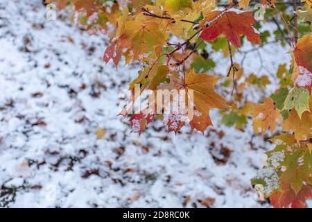 Autumn leaves under snow on trees, close-up, natural background. High quality photo Stock Photo