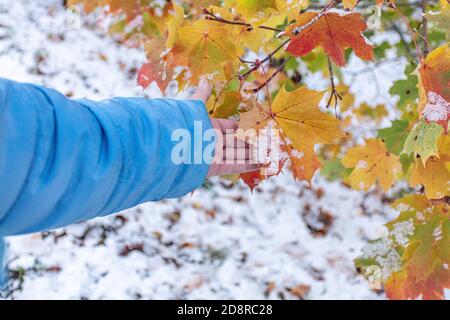 A female hand holds yellow maple leaves on a tree against a background of snow. Cropped photo, Concept goodbye autumn is coming winter. High quality photo Stock Photo