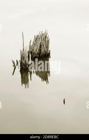 Dry stems in water. Stock Photo