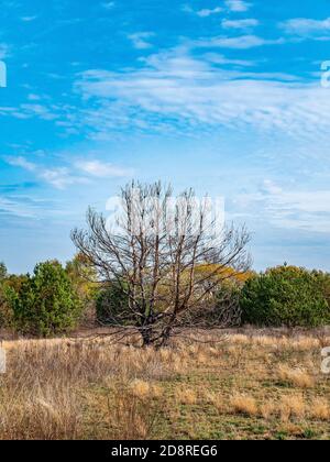 Lonely dry tree without leaves against the blue sky. Stock Photo