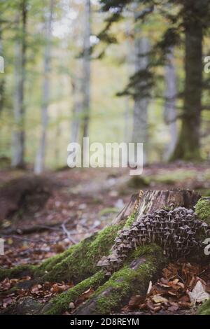 closeup of bunch of many small wild forest mushrooms growing on a tree trunk covered in green moss Stock Photo
