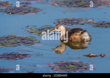 Little grebe (Tachybaptus ruficollis) in the water Stock Photo