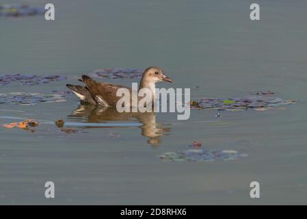 A juvenile common moorhen (Gallinula chloropus) swimming in lake Kerkini Stock Photo