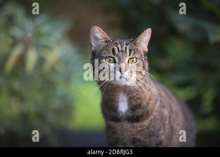 close up portrait of a tabby domestic shorthair cat in the garden looking curiously Stock Photo