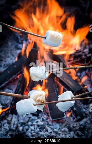 Delicious and tasty marshmallows on stick over bonfire in summer Stock Photo