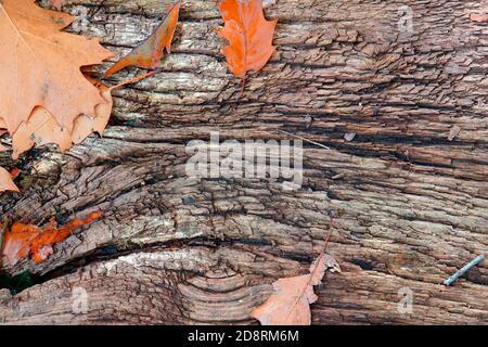 A piece of old wood with some oak leaves fallen on it. Stock Photo