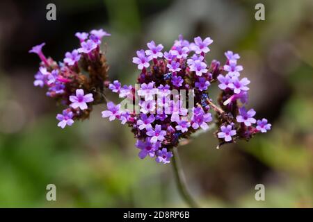 Flowering Purpletop Vervain (Verbena bonariensis) Stock Photo