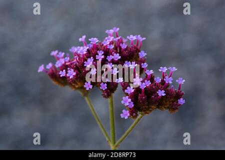 Flowering Purpletop Vervain (Verbena bonariensis) Stock Photo