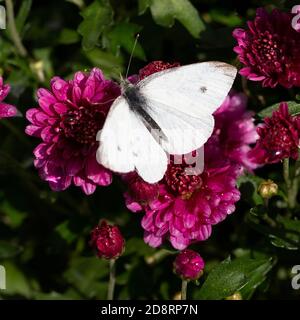 Male butterfly Small White (Pieris rapae) on Chrysanthemum Stock Photo