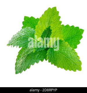 Melissa leaves or lemon balm isolated on white background. Fresh mint herb  leaf  close up Stock Photo