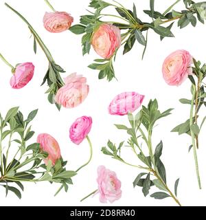 Spring flowers. Pink Ranunculus flower isolated  on white background. Flat lay, top view, copy space. Summer Pattern  for invitation to party or holid Stock Photo