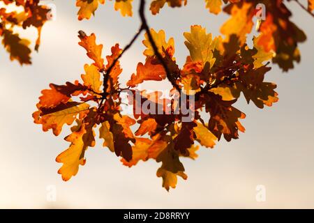 Oak leaves in autumn sun Stock Photo