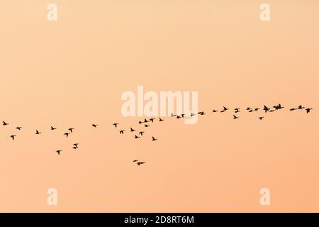 Mallards ducks flying over a lake Stock Photo