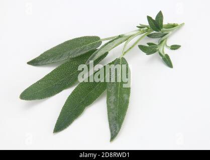 Sage is an herb. The leaf is used to make medicine. Stock Photo