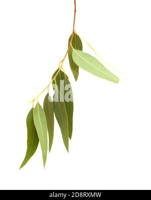 Flora of Gran Canaria - introduced species Eucalyptus camaldulensis branch isolated on white background Stock Photo