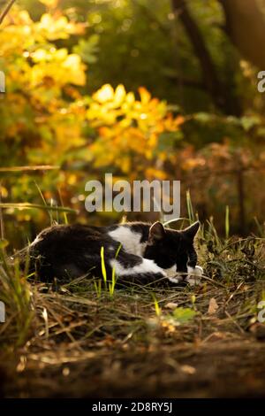 The cat sleeps in beautiful autumn thickets, sunset and bright silhouette Stock Photo